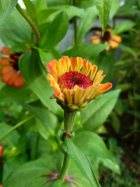 Zinnia Elegans Mládí Věk Obyčejný Zinnia Elegantní Zinnia Květina Přírodním — Stock fotografie