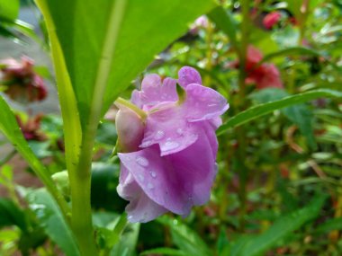 Sabırsız balsamina (balsam, bahçe balsam, gül balsam, bana dokunmayın, benekli snapweed) doğal bir arka plana sahiptir. Endonezyalılar buna pacar banyu diyorlar.