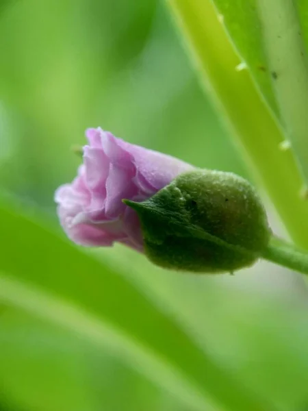 Impatiens Balsamina Baumier Baumier Jardin Baumier Rose Touchez Pas Asclépiade — Photo