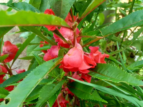 Impatiens Balsamina Bálsamo Bálsamo Jardim Rosa Bálsamo Não Toque Manchado — Fotografia de Stock