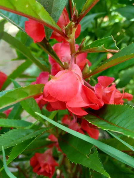 Impatiens Balsamina Bálsamo Bálsamo Jardín Bálsamo Rosas Toques Snapweed Manchado — Foto de Stock