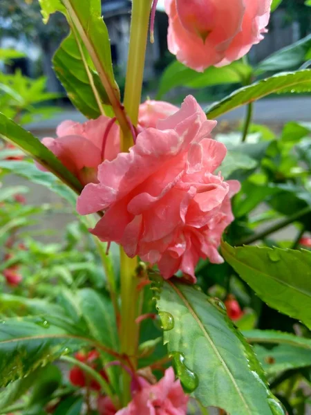 Impatiens Balsamina Bálsamo Bálsamo Jardín Bálsamo Rosas Toques Snapweed Manchado —  Fotos de Stock