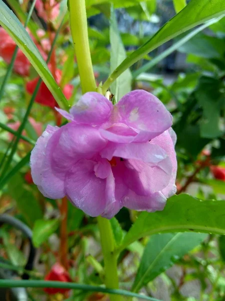 Impatiens Balsamina Bálsamo Bálsamo Jardín Bálsamo Rosas Toques Snapweed Manchado — Foto de Stock