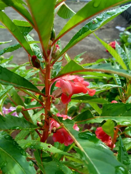 Impatiens Balsamina Balsem Tuinbalsem Rozenbalsem Raak Niet Aan Gevlekte Snapweed — Stockfoto