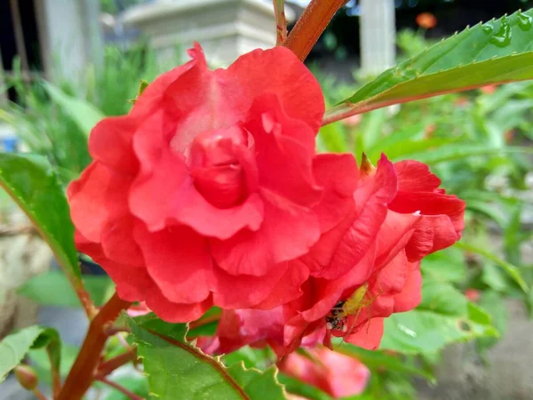 Impatiens Balsamina Bálsamo Bálsamo Jardín Bálsamo Rosas Toques Snapweed Manchado —  Fotos de Stock