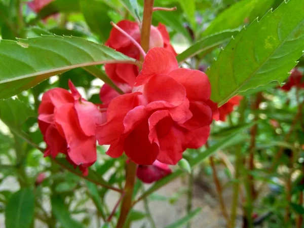 Impatiens Balsamina Bálsamo Bálsamo Jardín Bálsamo Rosas Toques Snapweed Manchado — Foto de Stock