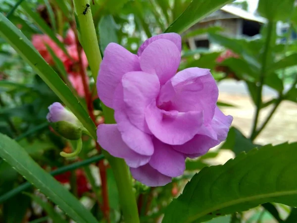 Impatiens Balsamina Bálsamo Bálsamo Jardim Rosa Bálsamo Não Toque Manchado — Fotografia de Stock