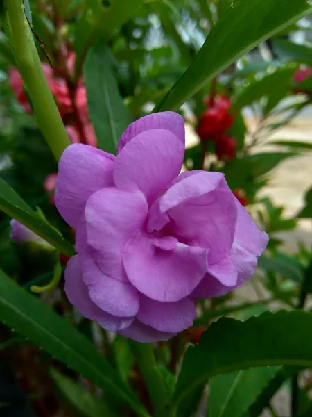 Impatiens Balsamina Bálsamo Bálsamo Jardín Bálsamo Rosas Toques Snapweed Manchado —  Fotos de Stock