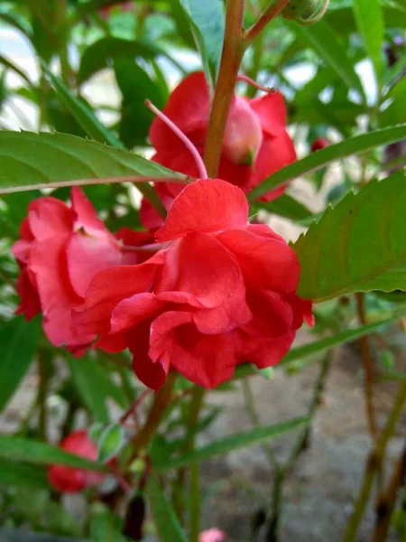 Impatiens Balsamina Balsem Tuinbalsem Rozenbalsem Raak Niet Aan Gevlekte Snapweed — Stockfoto