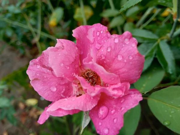自然を背景にピンクのバラ — ストック写真