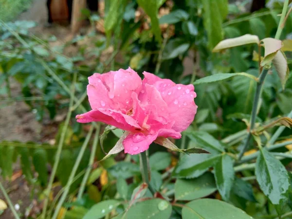 Rosa Rose Mit Natürlichem Hintergrund — Stockfoto