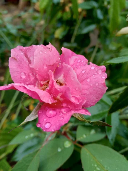 Różowa Róża Naturalnym Tłem — Zdjęcie stockowe