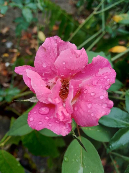 Rosa Rosa Con Fondo Natural —  Fotos de Stock