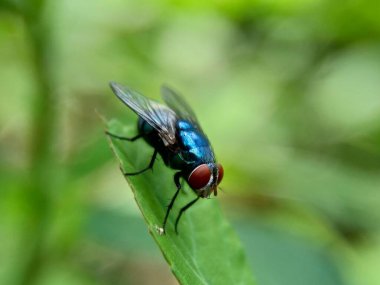 Doğal bir geçmişi olan egzotik bir sinek.