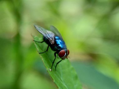 Doğal bir geçmişi olan egzotik bir sinek.