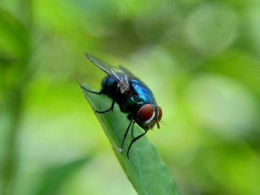 Doğal bir geçmişi olan egzotik bir sinek.
