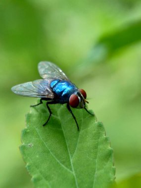 Doğal bir geçmişi olan egzotik bir sinek.