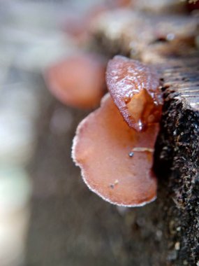 Yahudi kulağı (ağaç kulağı, Auricularia auricula, Hirneola polytricha, jöle kulağı, pepepeao, Judas 's Ear), ağaçta yetişir. Halk tıbbında boğaz ağrısı, göz ağrısı ve sarılık gibi şikayetler için kullanılır..