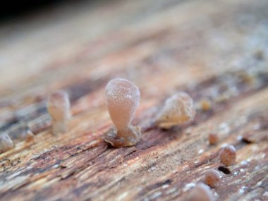 Yahudi kulağı (ağaç kulağı, Auricularia auricula, Hirneola polytricha, jöle kulağı, pepepeao, Judas 's Ear), ağaçta yetişir. Halk tıbbında boğaz ağrısı, göz ağrısı ve sarılık gibi şikayetler için kullanılır..