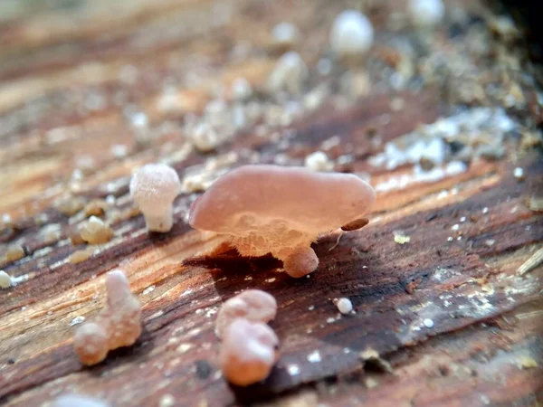 Jews ear (wood ear, Auricularia auricula, Hirneola polytricha, jelly ear, pepeao, Judas's Ear), growing on a tree. Used in folk medicine for complaints including sore throats, sore eyes and jaundice.