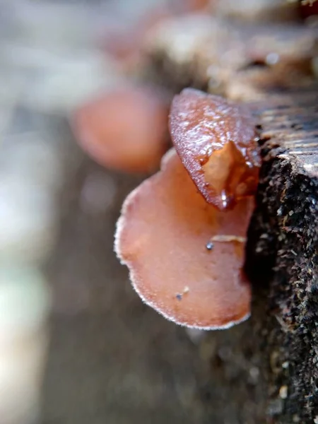 Jews ear (wood ear, Auricularia auricula, Hirneola polytricha, jelly ear, pepeao, Judas\'s Ear), growing on a tree. Used in folk medicine for complaints including sore throats, sore eyes and jaundice.