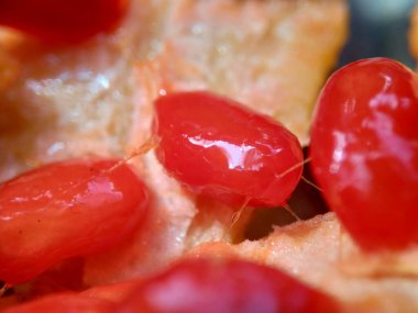 Güzel kırmızı pare tohumu. Peria Hutan, pare parean adında bir Endonezyalı.