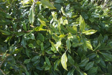 Ağacın üzerinde karanfil yaprakları. Cengkih, cengkeh, Syzygium aromaticum ve Eugenia aromaticum olarak da bilinir.