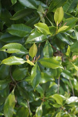 Ağacın üzerinde karanfil yaprakları. Cengkih, cengkeh, Syzygium aromaticum ve Eugenia aromaticum olarak da bilinir.