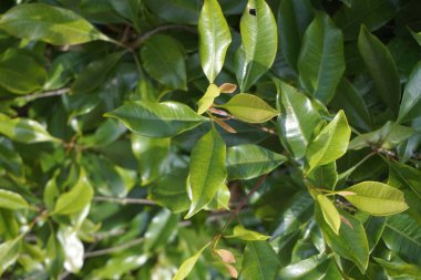 Ağacın üzerinde karanfil yaprakları. Cengkih, cengkeh, Syzygium aromaticum ve Eugenia aromaticum olarak da bilinir.