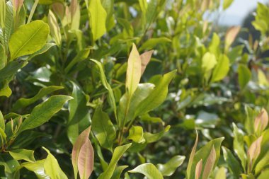 Ağacın üzerinde karanfil yaprakları. Cengkih, cengkeh, Syzygium aromaticum ve Eugenia aromaticum olarak da bilinir.