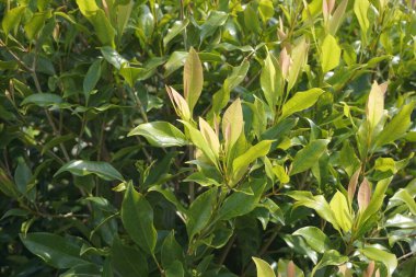 Ağacın üzerinde karanfil yaprakları. Cengkih, cengkeh, Syzygium aromaticum ve Eugenia aromaticum olarak da bilinir.