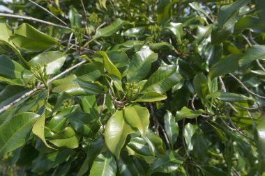 Ağacın üzerinde karanfil yaprakları. Cengkih, cengkeh, Syzygium aromaticum ve Eugenia aromaticum olarak da bilinir.