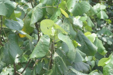 Doğal bir geçmişi olan Hibiscus tiliaceus. Pamuk ağacı, yeşil pamuk ağacı, yerli amber çiçeği, yerli rosella, pamuk ağacı amber çiçeği, kurrajong ve deniz gülleri olarak da bilinir.