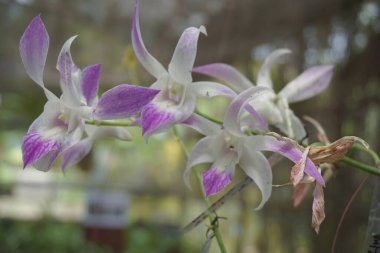 Doğal arka planı olan güzel orkideler.