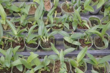 Doğal arka planı olan güzel orkideler.