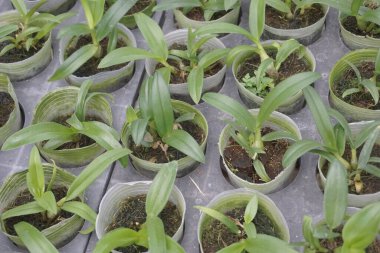 Doğal arka planı olan güzel orkideler.