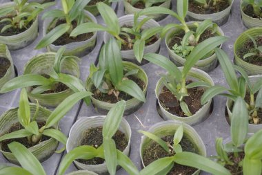 Doğal arka planı olan güzel orkideler.