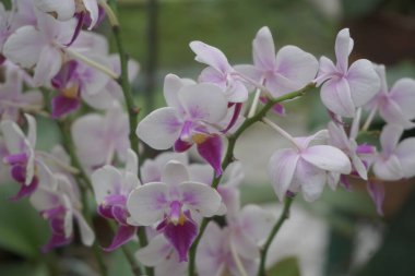Doğal arka planı olan güzel orkideler.