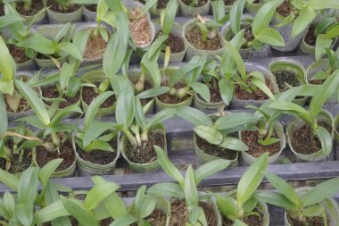 Doğal arka planı olan güzel orkideler.