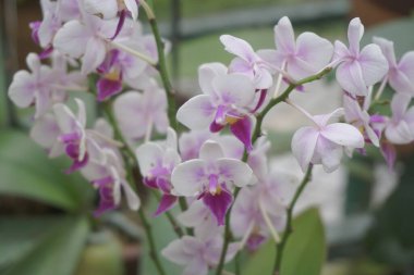 Doğal arka planı olan güzel orkideler.