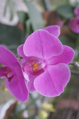 Doğal arka planı olan güzel orkideler.