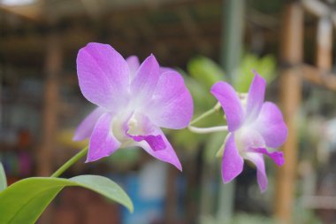 Doğal arka planı olan güzel orkideler.