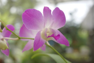 Doğal arka planı olan güzel orkideler.