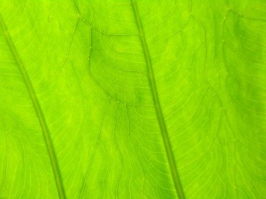 Doğal yeşil doku arka planı