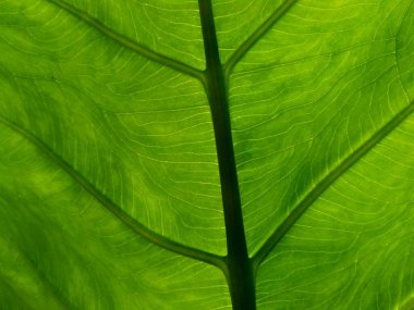 Doğal yeşil doku arka planı