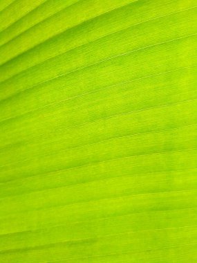 Doğal yeşil doku arka planı