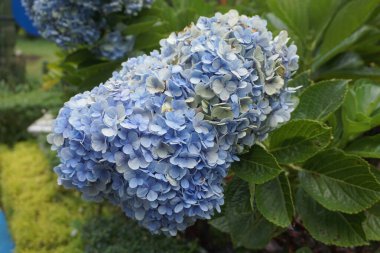 Ortanca ya da hortensiya çiçeği.