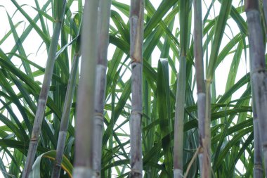 Doğal bir geçmişi olan şeker kamışı. Endonezyalılar buna tebu der.