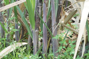 Doğal bir geçmişi olan şeker kamışı. Endonezyalılar buna tebu der.
