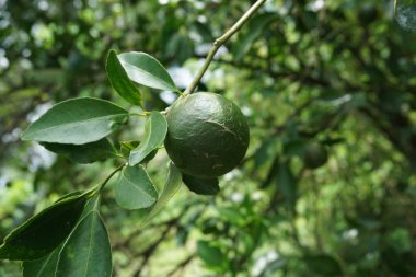 Ağaçta asılı yeşil turuncu doğal bir arka plan